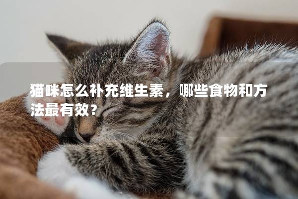 貓咪怎么補充維生素，哪些食物和方法最有效？