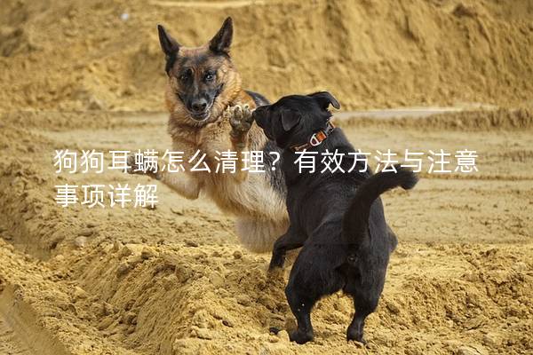 狗狗耳螨怎么清理？有效方法與注意事項(xiàng)詳解