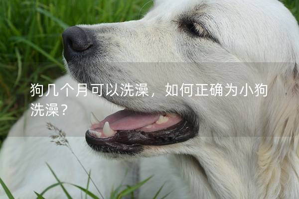 狗幾個(gè)月可以洗澡，如何正確為小狗洗澡？