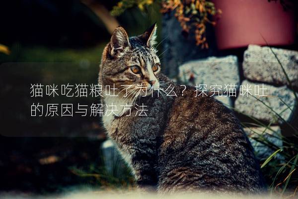 貓咪吃貓糧吐了為什么？探究貓咪吐的原因與解決方法
