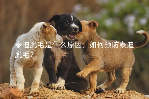 泰迪脫毛是什么原因，如何預防泰迪脫毛？