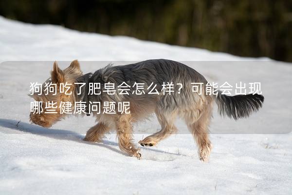 狗狗吃了肥皂會(huì)怎么樣？可能會(huì)出現(xiàn)哪些健康問題呢