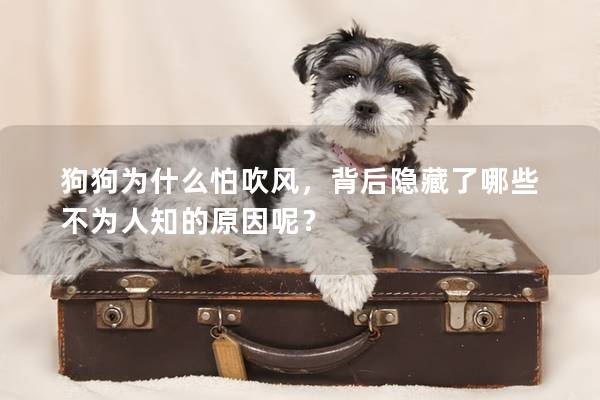 狗狗為什么怕吹風(fēng),背后隱藏了哪些不為人知的原因呢? 狗狗為什么怕吹風(fēng),背后隱藏了哪些不為人知的原因呢?