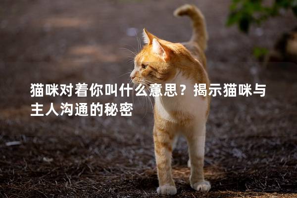 貓咪對著你叫什么意思？揭示貓咪與主人溝通的秘密