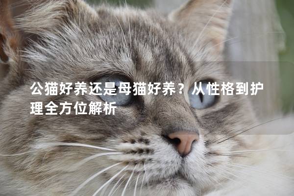 公貓好養(yǎng)還是母貓好養(yǎng)?從性格到護理全方位解析 公貓好養(yǎng)還是母貓好養(yǎng)?從性格到護理全方位解析