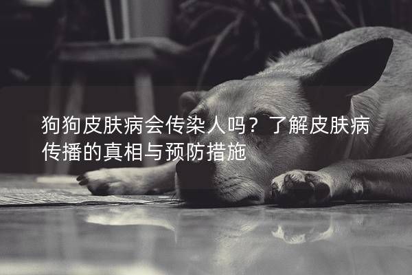 狗狗皮膚病會傳染人嗎?了解皮膚病傳播的真相與預防措施 狗狗皮膚病會傳染人嗎?了解皮膚病傳播的真相與預防措施