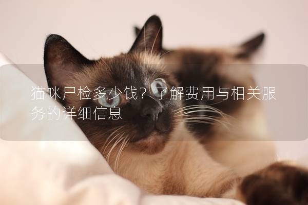 貓咪尸檢多少錢？了解費用與相關服務的詳細信息