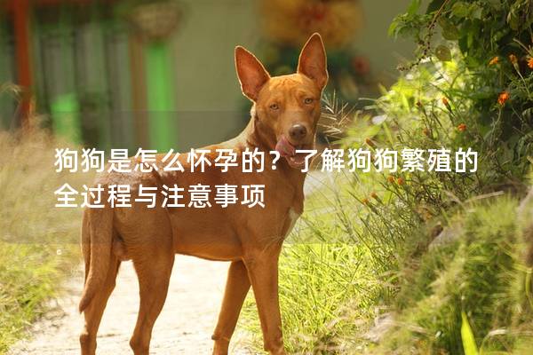 狗狗是怎么懷孕的？了解狗狗繁殖的全過程與注意事項