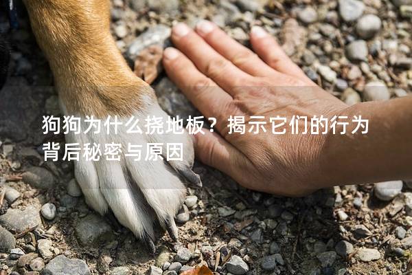 狗狗為什么撓地板？揭示它們的行為背后秘密與原因