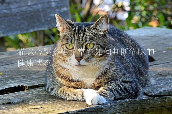 貓咪心跳多少正常？如何判斷貓咪的健康狀態
