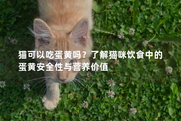 貓可以吃蛋黃嗎？了解貓咪飲食中的蛋黃安全性與營養(yǎng)價值