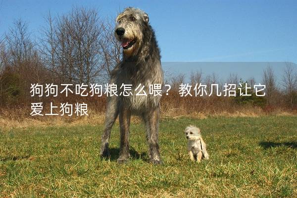 狗狗不吃狗糧怎么喂？教你幾招讓它愛上狗糧