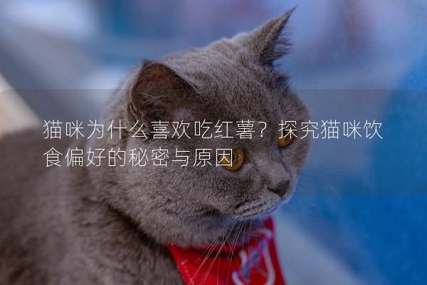 貓咪為什么喜歡吃紅薯？探究貓咪飲食偏好的秘密與原因