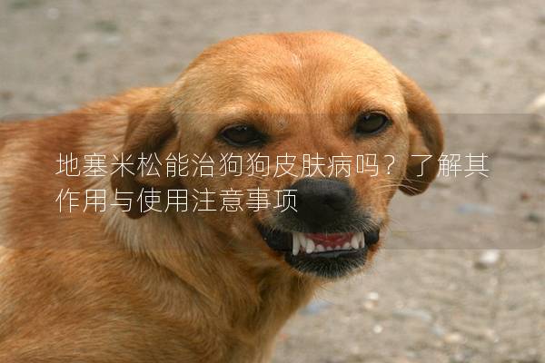 地塞米松能治狗狗皮膚病嗎?了解其作用與使用注意事項 地塞米松能治狗狗皮膚病嗎?了解其作用與使用注意事項
