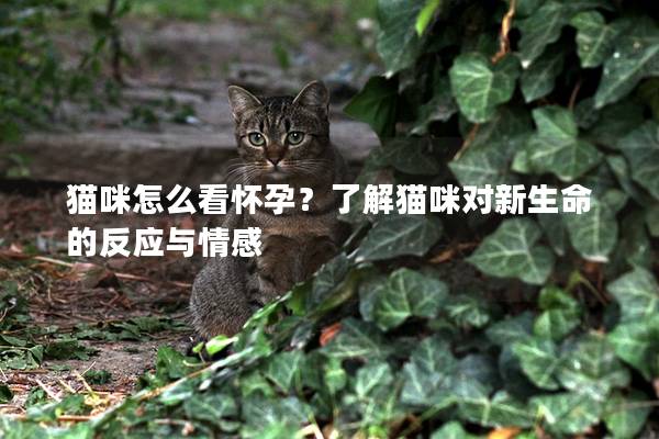 貓咪怎么看懷孕？了解貓咪對新生命的反應與情感