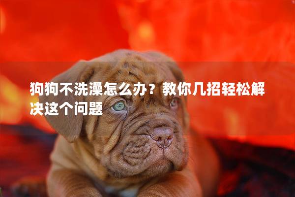 狗狗不洗澡怎么辦？教你幾招輕松解決這個(gè)問(wèn)題