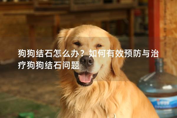 狗狗結石怎么辦？如何有效預防與治療狗狗結石問題