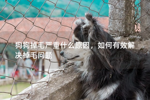 狗狗掉毛嚴重什么原因，如何有效解決掉毛問題
