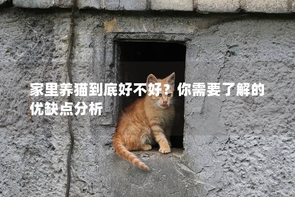 家里養貓到底好不好？你需要了解的優缺點分析