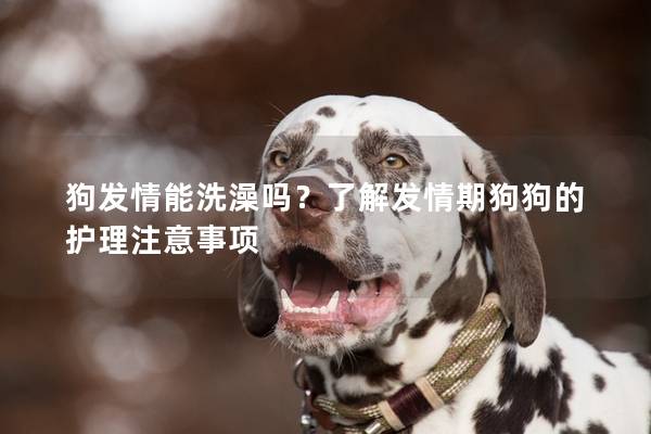 狗發(fā)情能洗澡嗎？了解發(fā)情期狗狗的護(hù)理注意事項(xiàng)