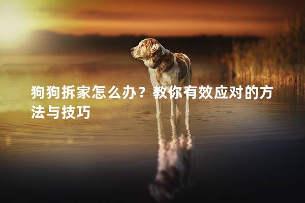 狗狗拆家怎么辦？教你有效應對的方法與技巧