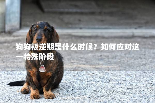 狗狗叛逆期是什么時候？如何應(yīng)對這一特殊階段