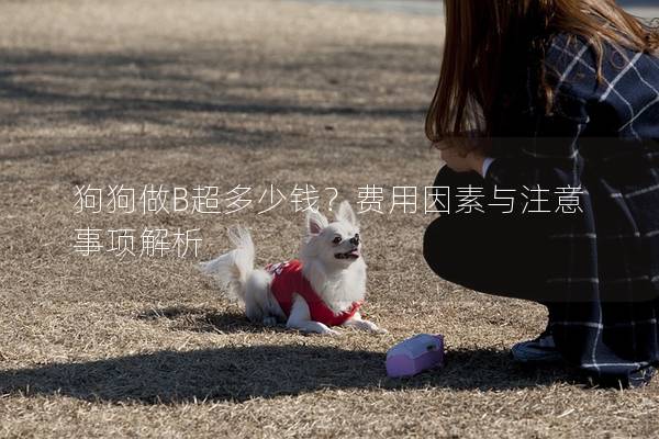 狗狗做B超多少錢？費用因素與注意事項解析