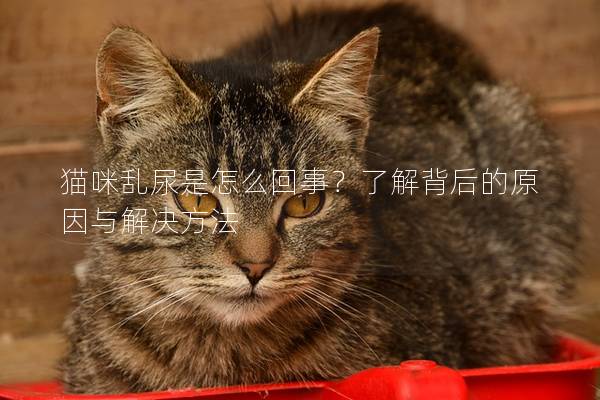 貓咪亂尿是怎么回事？了解背后的原因與解決方法