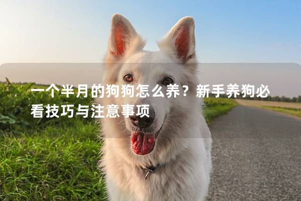 一個半月的狗狗怎么養？新手養狗必看技巧與注意事項