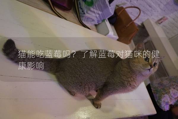 貓能吃藍莓嗎？了解藍莓對貓咪的健康影響