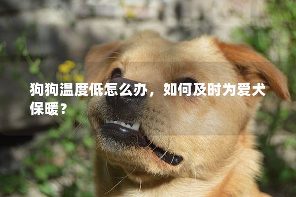 狗狗溫度低怎么辦，如何及時為愛犬保暖？