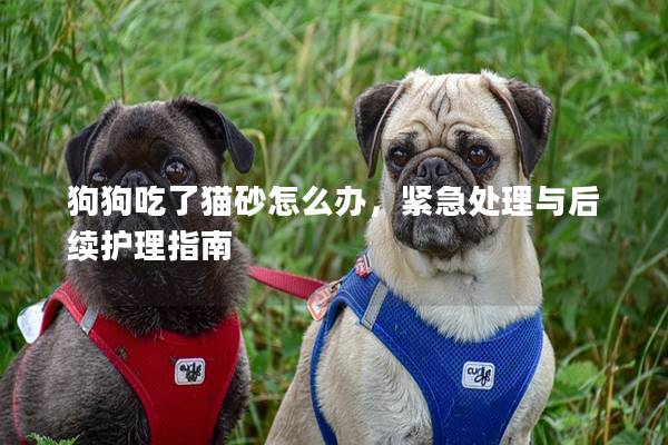狗狗吃了貓砂怎么辦，緊急處理與后續護理指南