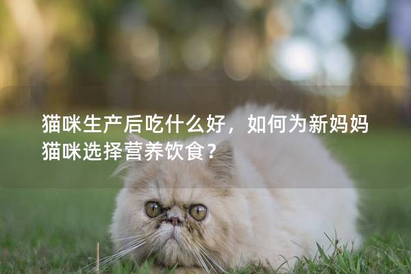 貓咪生產后吃什么好，如何為新媽媽貓咪選擇營養飲食？