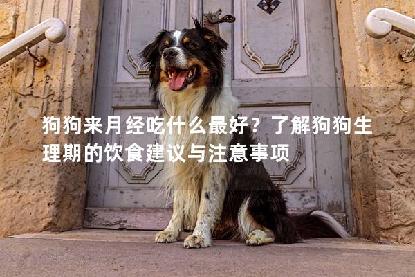 狗狗來月經(jīng)吃什么最好？了解狗狗生理期的飲食建議與注意事項