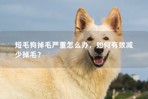 短毛狗掉毛嚴(yán)重怎么辦，如何有效減少掉毛？