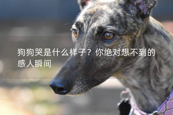 狗狗哭是什么樣子？你絕對(duì)想不到的感人瞬間