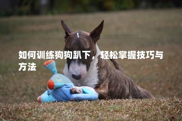 如何訓練狗狗趴下，輕松掌握技巧與方法