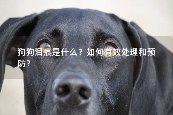 狗狗淚痕是什么?如何有效處理和預防? 狗狗淚痕是什么?如何有效處理和預防?
