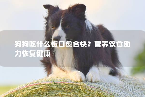 狗狗吃什么傷口愈合快？營養(yǎng)飲食助力恢復健康