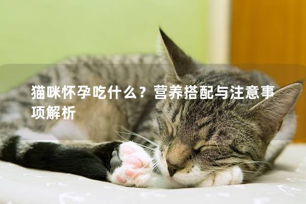 貓咪懷孕吃什么？營養搭配與注意事項解析