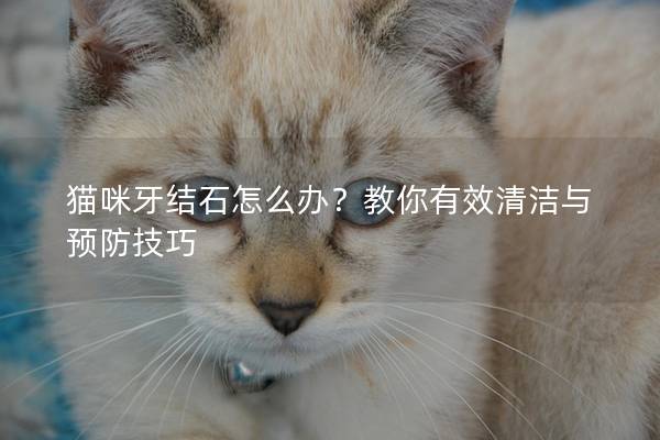 貓咪牙結石怎么辦？教你有效清潔與預防技巧