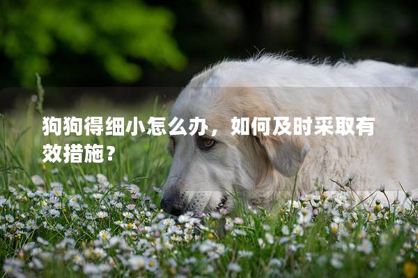 狗狗得細小怎么辦，如何及時采取有效措施？