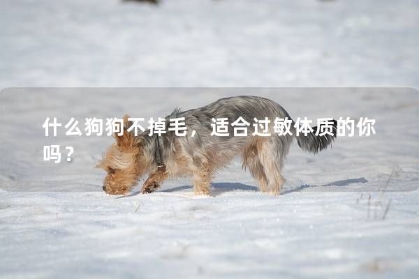 什么狗狗不掉毛，適合過敏體質的你嗎？