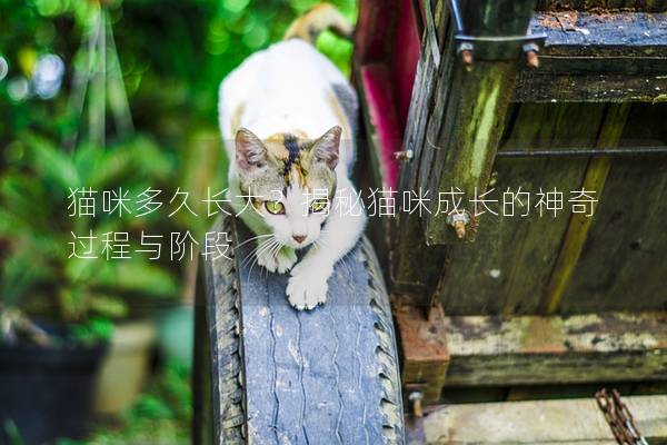 貓咪多久長大？揭秘貓咪成長的神奇過程與階段