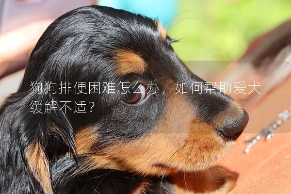 狗狗排便困難怎么辦，如何幫助愛犬緩解不適？