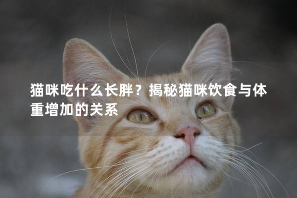 貓咪吃什么長胖？揭秘貓咪飲食與體重增加的關(guān)系