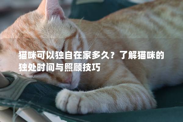 貓咪可以獨自在家多久？了解貓咪的獨處時間與照顧技巧