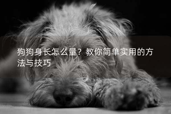 狗狗身長怎么量？教你簡單實用的方法與技巧