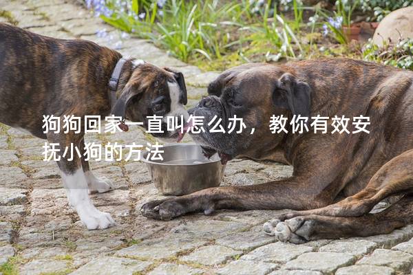 狗狗回家一直叫怎么辦，教你有效安撫小狗的方法
