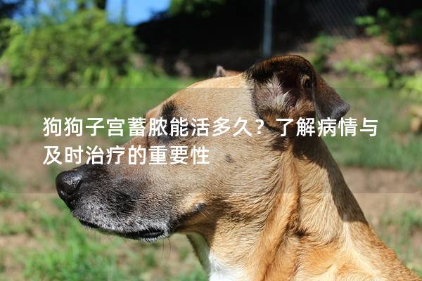 狗狗子宮蓄膿能活多久？了解病情與及時(shí)治療的重要性